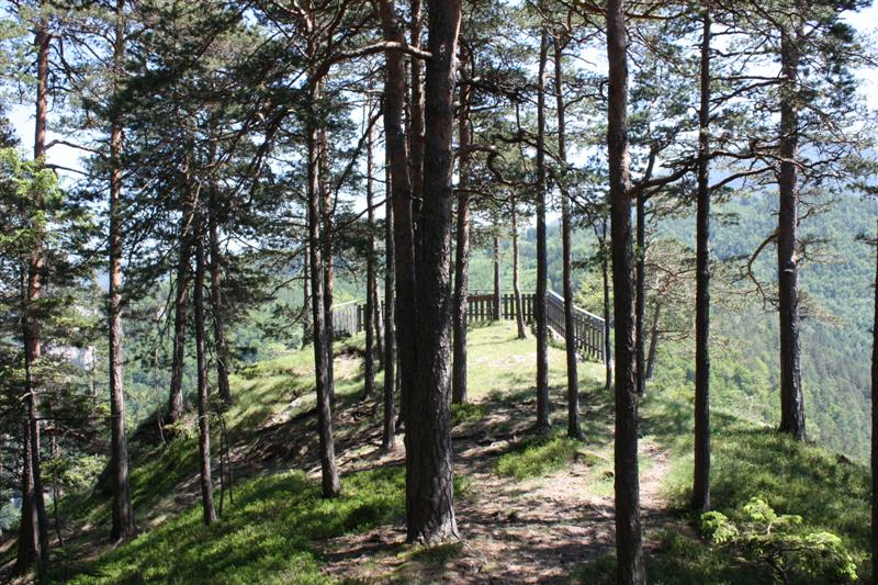 IMG_7919 (Medium).JPG