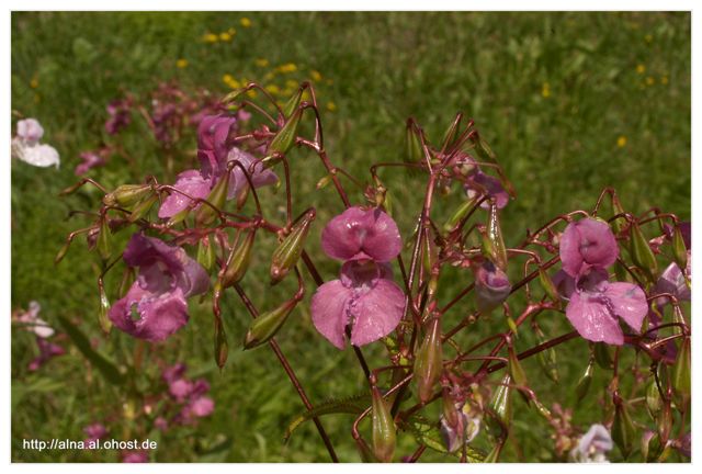 wiesenorchide_220806.jpg
